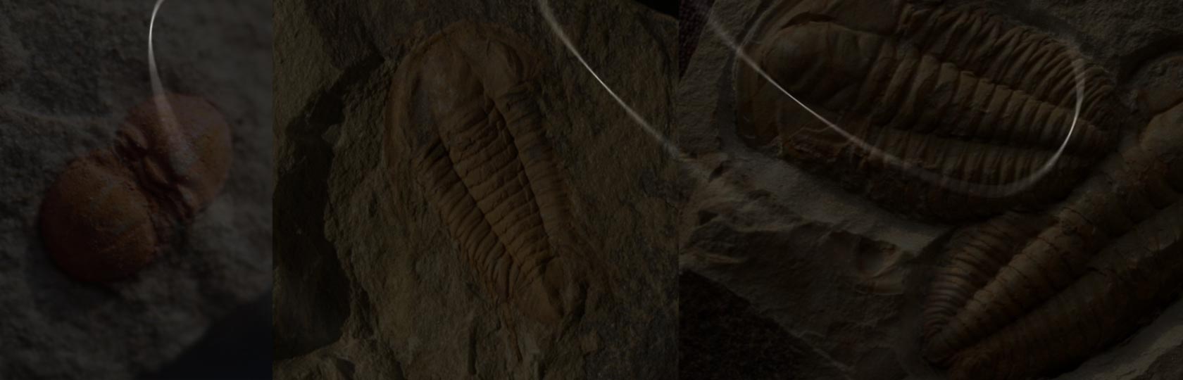 Cambrian Morocco Trilobites