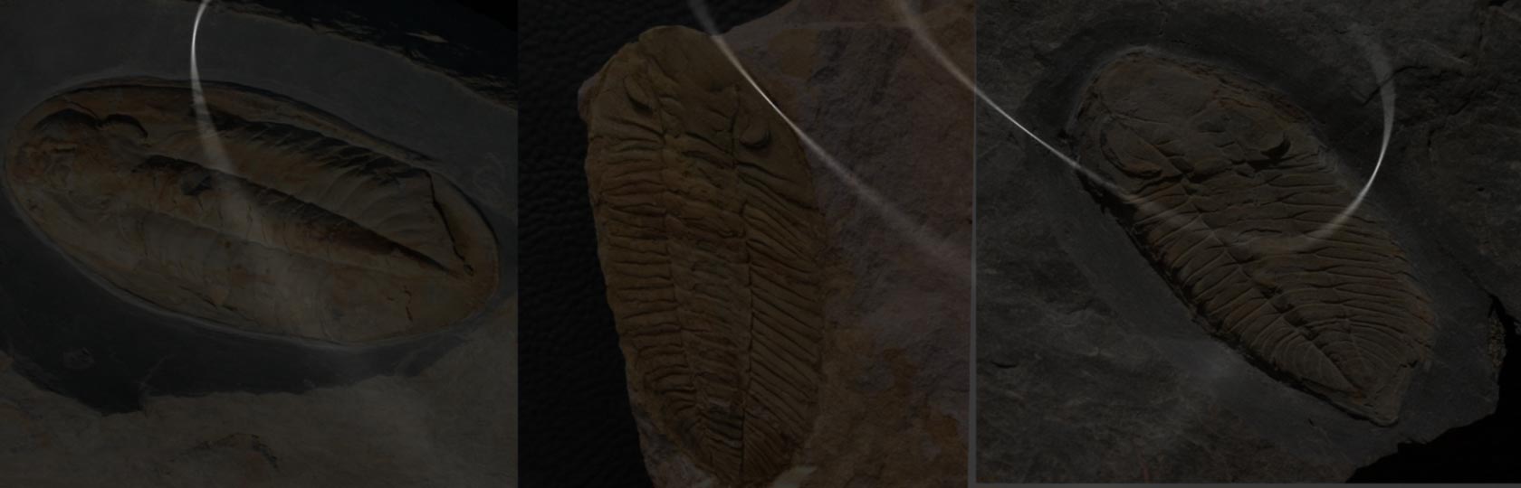Trilobites Portugal